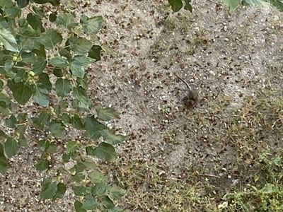 θα μας φανε τα ποντικια