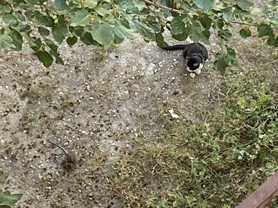 θα μας φανε τα ποντικια