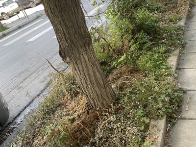 καθαρισμος  	Βουλγαροκτόνου