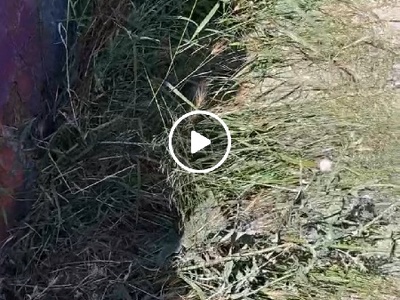 Καθαρισμός χόρτων 	Αλεξάνδρου Παπάγου