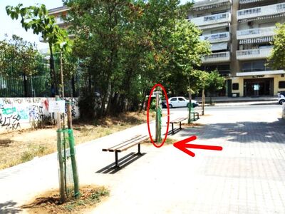 ΑΝΤΙΚΑΤΑΣΤΑΣΗ ΔΕΝΤΡΟΥ ΣΤΟΝ ΠΕΖΟΔΡΟΜΟ ΑΡΙΣΤΟΦΑΝΟΥΣ