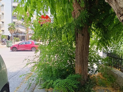 Κλάδεμα Αργοναυτών με Δωδεκανήσου