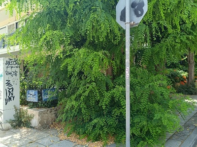 Κλάδεμα Αργοναυτών με Δωδεκανήσου