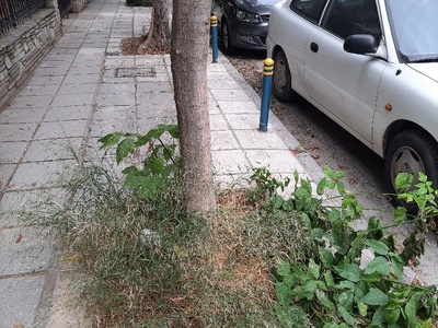 Χαμηλά Κλαδιά Δέντρων