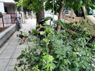 Χαμηλά Κλαδιά Δέντρων