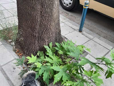 Χαμηλά Κλαδιά Δέντρων