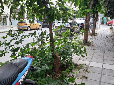 Χαμηλά Κλαδιά Δέντρων