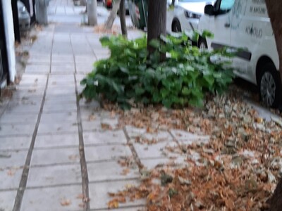 ΚΑΘΑΡΙΣΜΌΣ ΠΕΖΟΔΡΟΜΙΩΝ - ΔΕΝΤΡΩΝ   ΑΡΙΣΤΟΦΑΝΟΥΣ και ΕΠΑΝΩΜΗΣ