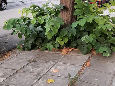 ΚΑΘΑΡΙΣΜΌΣ ΠΕΖΟΔΡΟΜΙΩΝ - ΔΕΝΤΡΩΝ   ΑΡΙΣΤΟΦΑΝΟΥΣ και ΕΠΑΝΩΜΗΣ