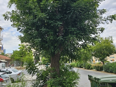 αμεσο κουρεμα κλαδεμα  Μητροπολίτου Γρηγορίου Κυδωνιών