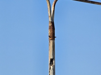 επικίνδυνη σαπια κολώνα      Πόντου