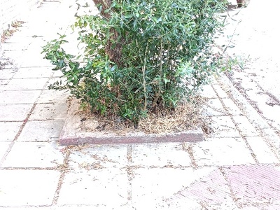 καθαρισμός βάσης δέντρων Φιλελλήνων