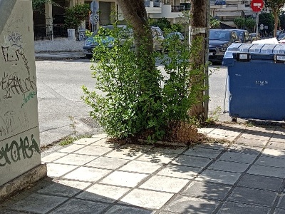 καθαρισμός βάσης δέντρων Φιλελλήνων