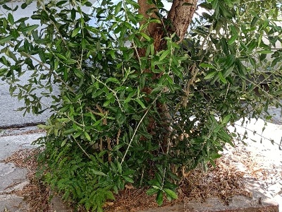 καθαρισμός βάσης δέντρων Φιλελλήνων