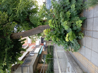 Κλάδεμα παραφυάδων  Πόντου