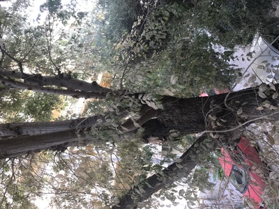 ΚΛΑΔΕΜΑ Ή ΞΗΛΩΜΑ ΔΕΝΤΡΟΥ ΣΤΗΝ ΒΙΘΥΝΙΑΣ ΜΕ ΑΓΙΟΥ ΣΤΕΦΑΝΟΥ