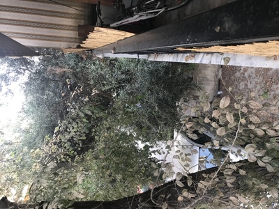 ΚΛΑΔΕΜΑ Ή ΞΗΛΩΜΑ ΔΕΝΤΡΟΥ ΣΤΗΝ ΒΙΘΥΝΙΑΣ ΜΕ ΑΓΙΟΥ ΣΤΕΦΑΝΟΥ