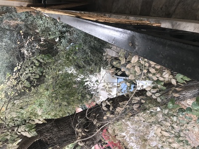 ΚΛΑΔΕΜΑ Ή ΞΗΛΩΜΑ ΔΕΝΤΡΟΥ ΣΤΗΝ ΒΙΘΥΝΙΑΣ ΜΕ ΑΓΙΟΥ ΣΤΕΦΑΝΟΥ