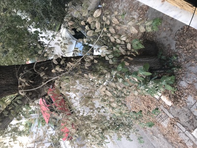 ΚΛΑΔΕΜΑ Ή ΞΗΛΩΜΑ ΔΕΝΤΡΟΥ ΣΤΗΝ ΒΙΘΥΝΙΑΣ ΜΕ ΑΓΙΟΥ ΣΤΕΦΑΝΟΥ