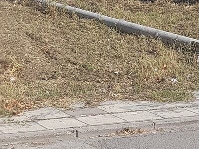 αμεσσα   Μητρ.κυδωνιων