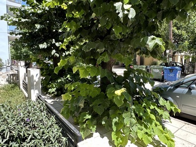 κοπή παραφυαδων δεντρων