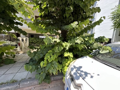 κοπή παραφυαδων δεντρων