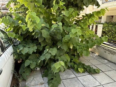 κοπή παραφυαδων δεντρων