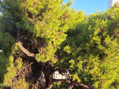 Πευκο επι της Κολοτουρου 10