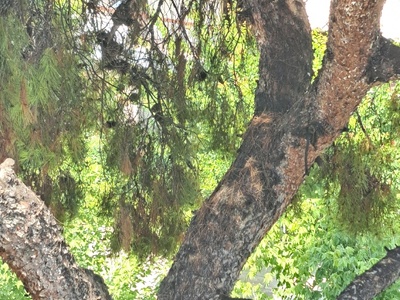 Πευκο επι της Κολοτουρου 10