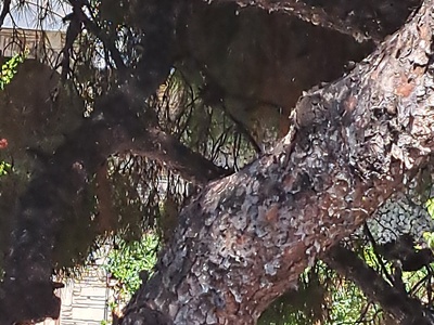 Πευκο επι της Κολοτουρου 10