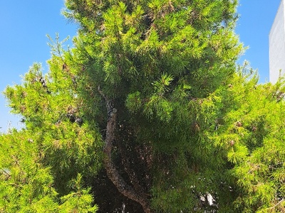 Πευκο επι της Κολοτουρου 10