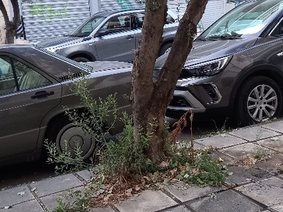 Καθαρισμός χόρτων γύρω από δεντρα  	Μεγάλου Αλεξάνδρου