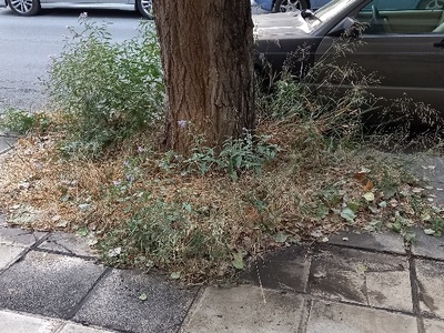 Καθαρισμός χόρτων γύρω από δεντρα  	Μεγάλου Αλεξάνδρου