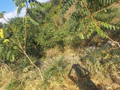 Καθαρισμός Ρέματος   Καραβαγγέλη και Ποσειδώνος.