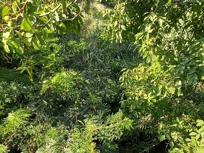 Καθαρισμός Ρέματος   Καραβαγγέλη και Ποσειδώνος.