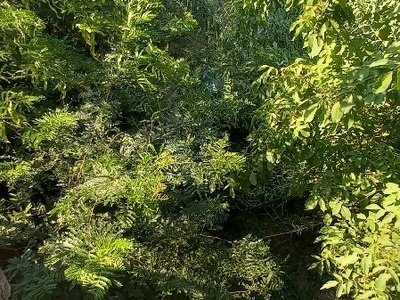 Καθαρισμός Ρέματος   Καραβαγγέλη και Ποσειδώνος.