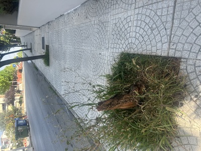 Επικίνδυνος κορμός δέντρου 	Ανδρέα Παπανδρέου