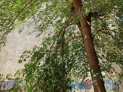 πτωση μεγαλου κλαδιου 	Λασσάνη