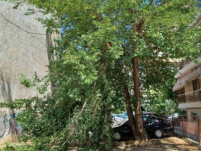 πτωση μεγαλου κλαδιου 	Λασσάνη