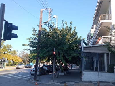 Κλάδεμα δέντρων  Νικολάου Πλαστήρα