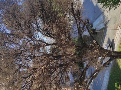 Κοπή δένδρου επείγον  	Κερασούντος με Καλύβα