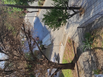 Κοπή δένδρου επείγον  	Κερασούντος με Καλύβα