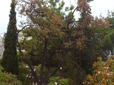 ξερη Αμυγδαλιά 	Αγίου Βασιλείου