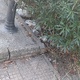 σκουπίδια Μοσχοπόλεως