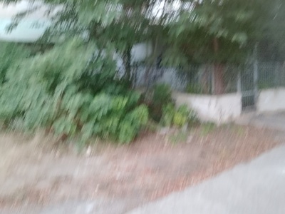 Αυτοφυή βλάστηση 	Άρεως