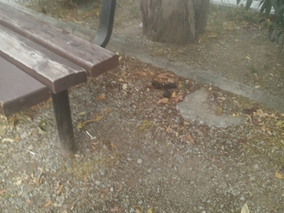 ΚΑΘΑΡΙΌΤΗΤΑ ΠΆΡΚΟΥ ΠΑΠΑΚΥΡΙΤΣΗ