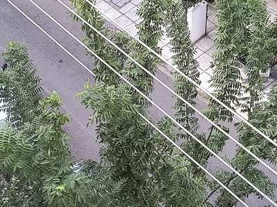 κλαδιά σε καλωδια ρεύματος Πουλαντζακη