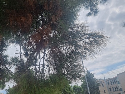 Επικίνδυνο κλαδί 	Μητροπολίτου Γρηγορίου Κυδωνιών