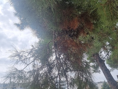 Επικίνδυνο κλαδί 	Μητροπολίτου Γρηγορίου Κυδωνιών