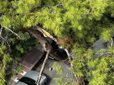 κλαδί επικίνδυνο να κιπει Προύσης